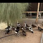بط بكيني وبط مصري