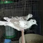 اجواز ياكريم دبل كرست