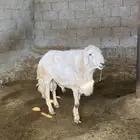 خروف فحل من حلال شهران