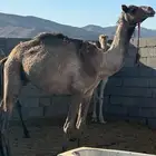 قعود للبيع جذع