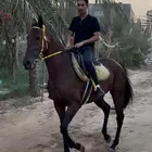 فرس انجليزي للبيع