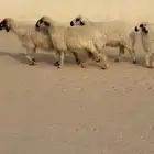 غنم بيض مكحلات