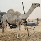 للبيع مفرود اوضح طيب قعود مشروع فحل