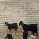 معزا فواخر ولاد