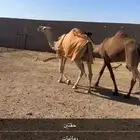 بكار رمانيات
