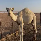 قعود
