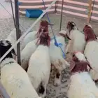 غنم نعيمي