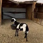 مهجنه جذعه دافع