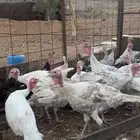 رومي العدد 50