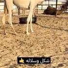 للبيع بكرة مهجنه نادرة السن حقه تلقي