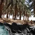 صرام قس تمر   في مزارع في اي مكان في المملكة