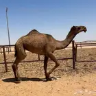 بكره صفرا طيبه