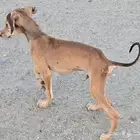 جراوي سلق