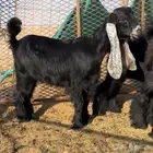 للبيع للبيع جفرات عوارض معرفات تعريف قوي