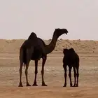 ضروبه مجهم طيبه عند بعارين هيف