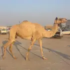 هجن سودانيه عشراء عليها وسم الشيخ زايد وسم ال ثاني