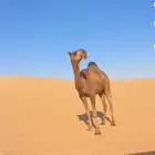 للبيع بكره حقه حمراء كفو جدا باتليه عظم طويله
