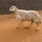 فحل حري كشروط