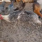 دجاج