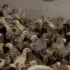صيصان دجاج بلدي للبيع