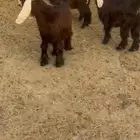 جفار عوارض مقاني طيبه