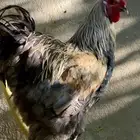 دجاج براهما