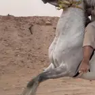 حصان شعبي للبيع