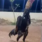 ديك شامو ياباني