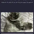 قطط