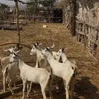 عنقان للبيع