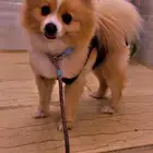 أنثى بوميرانيان جميلة ولطيفة