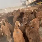127 طليان سواكن