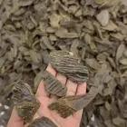 عود فيتنامي