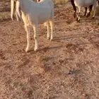 مشاريك ومطورات مضاريع