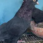 حمام قطايف