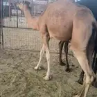 بكره عوادي