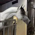 حصان فحل شيخ