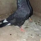 حمام قطايف زواجين طيب با الحيل