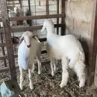 جذعان حريات