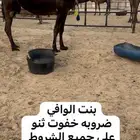 للبيع خفوت ثنو