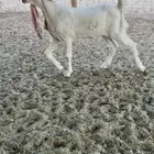 جفره خصم ومعرفه