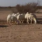 رخال