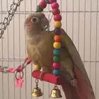كنيور