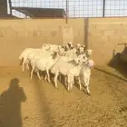رفيدي متابيع ودفيع تمم البيع