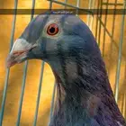 حمام مستويات طيبه