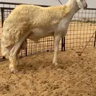 فحل صنف مشروط