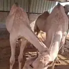 حشو قعدان للبيع عددها 42
