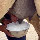خلفه برباط على جميع الشروط