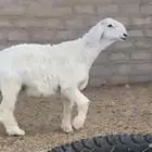 مشروع فحل كفووو