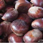 ابو فروة تركي